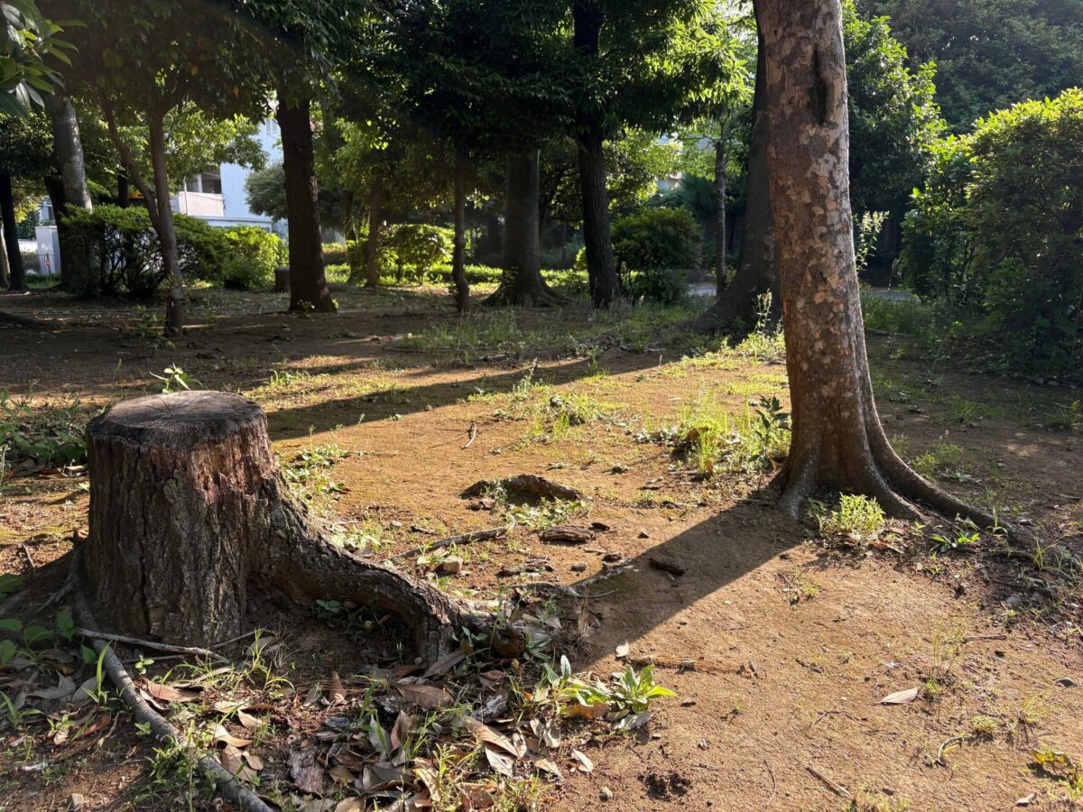 早朝の公園